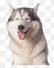 Transparent Stock Photos U0026 Images For Free Emoji,Husky Dog Emotions