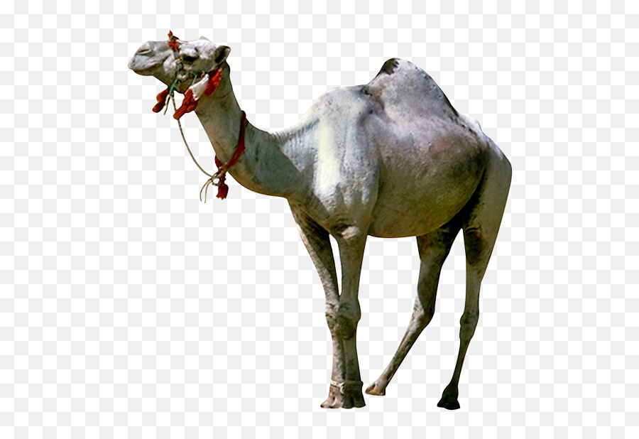 Camel Gif Animated Film Giphy - Camel Png Download Emoji,Bird Vs Camel Tongue Emoticon
