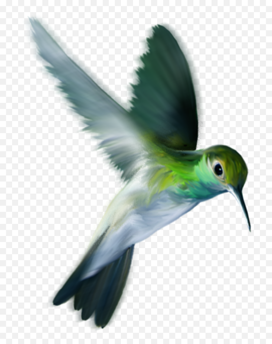 Colorful Flying Hummingbird Png Photos Png Mart Emoji,Bird Flying Emoji