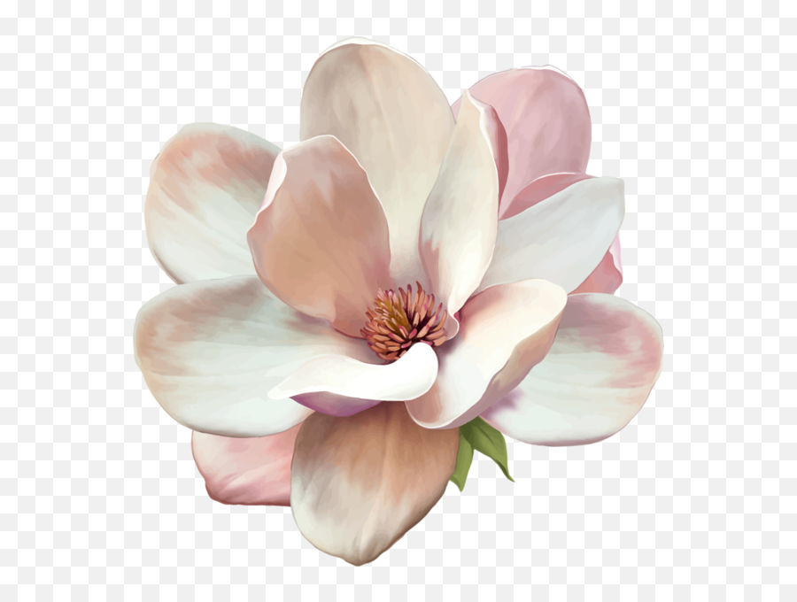 Single Flower Png - Magnolia Clipart Single Magnolia Blossoming Emoji,Lily Pad Emoji