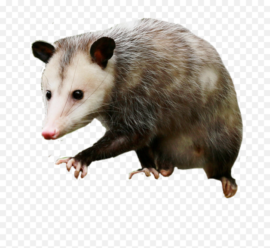 Opossum Feral Feralcore Sticker - Virginia Opossum Emoji,Possum Emoji