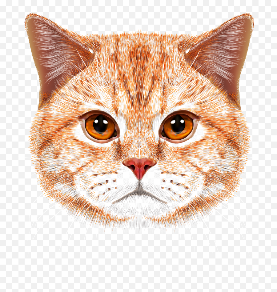 Orange Tabby Cat Face Transparent Cartoon - Jingfm Orange Cat Faces Emoji,Kitty Cat Japanese Emoji