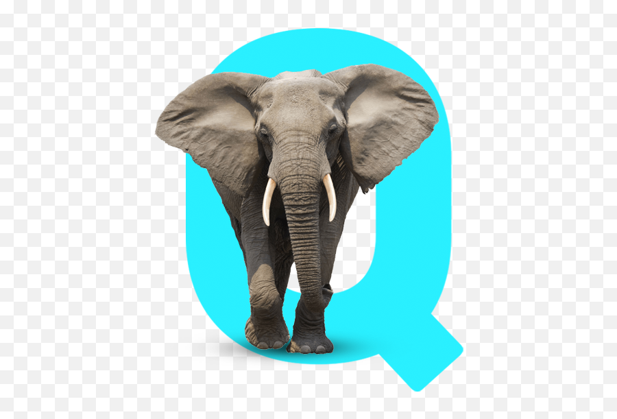 Giveblueq The Gifted Shop Instant World Changing Gifts - Elephant Front View Emoji,The Elephant Of Emotion