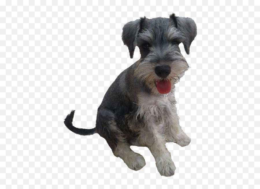 Trending - Vulnerable Native Breeds Emoji,Schnauzer Emoji