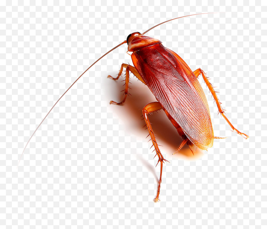 Roach Transparent Images - Roaches Transparent Emoji,Cockaroch Emoji