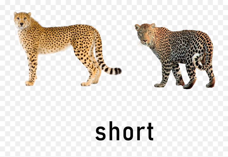 Comparative - Leopard Sticker Emoji,Facebook Emojis Leopard