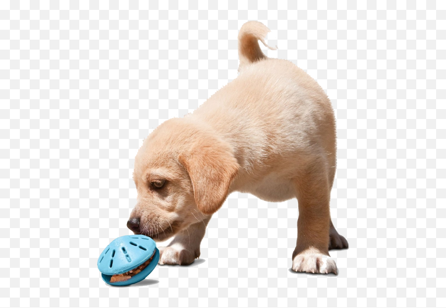6 Dog Interactive Toys To Keep Your Pet Occupied During - Játék Kölyökkutyának Emoji,Emoji Squeaky Ball Dog