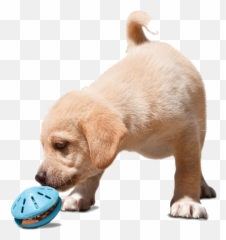 6 Dog Interactive Toys To Keep Your Pet Occupied During - Játék Kölyökkutyának Emoji,Emoji Squeaky Ball Dog