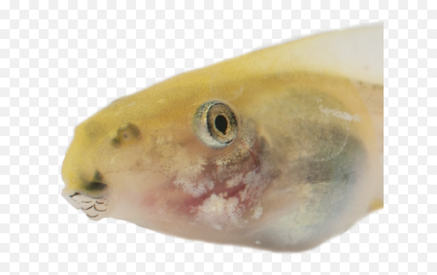 Spadefoot Toad Transcriptomics Sevinomics - Fish Emoji,Spadefoot Toad Emotion