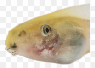 Spadefoot Toad Transcriptomics Sevinomics - Fish Emoji,Spadefoot Toad Emotion