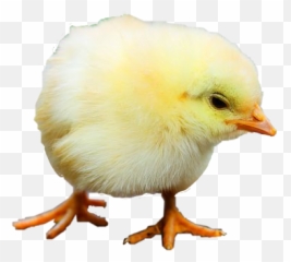 Popular And Trending Chicken Stickers On Picsart - Comb Emoji,Poultry Meat Emoji