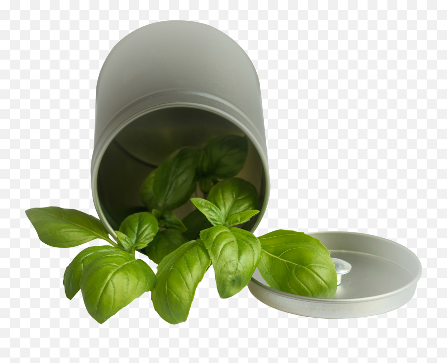 Download Basil Leaf Pot Png Image For Free - Basil Plant Clipart Transparent Background Emoji,Pot Leaf Emoji