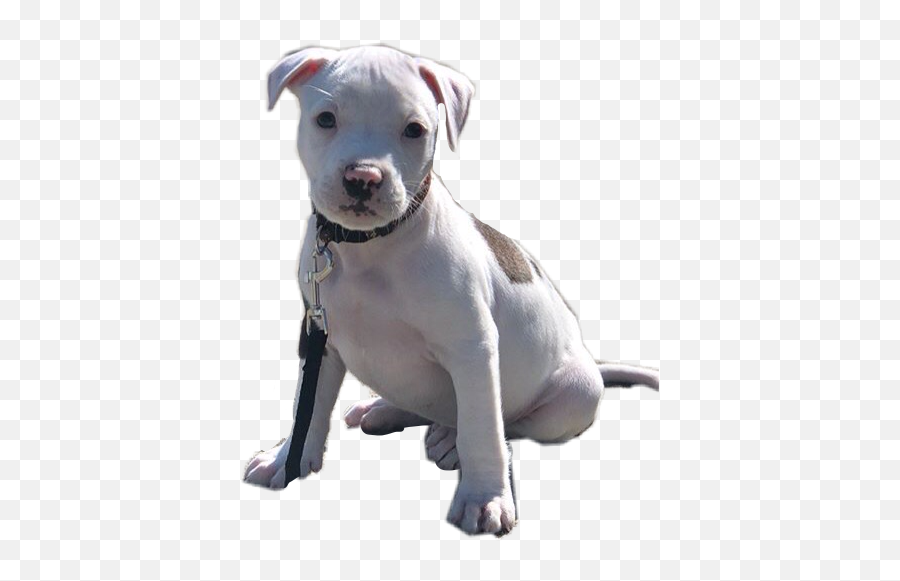 The Most Edited Pitbull Picsart Emoji,Pitbull Emoji Stickers