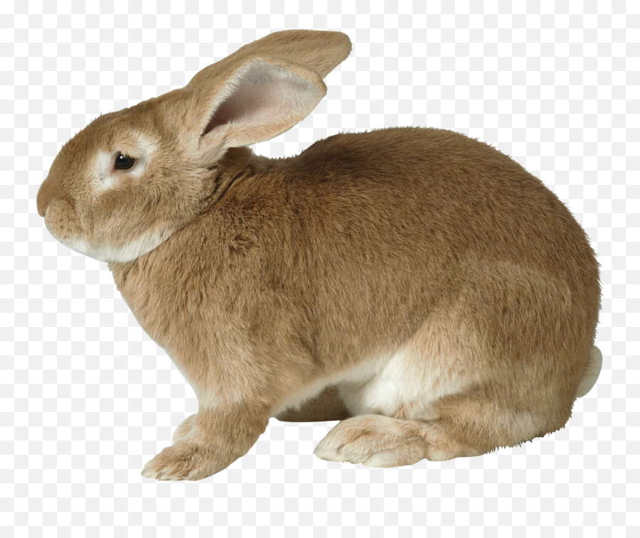 Rabbit Bunny Png Transparent Image Png Arts Emoji,Bunny Pixel Emojis