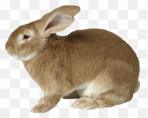 Rabbit Bunny Png Transparent Image Png Arts Emoji,Bunny Pixel Emojis