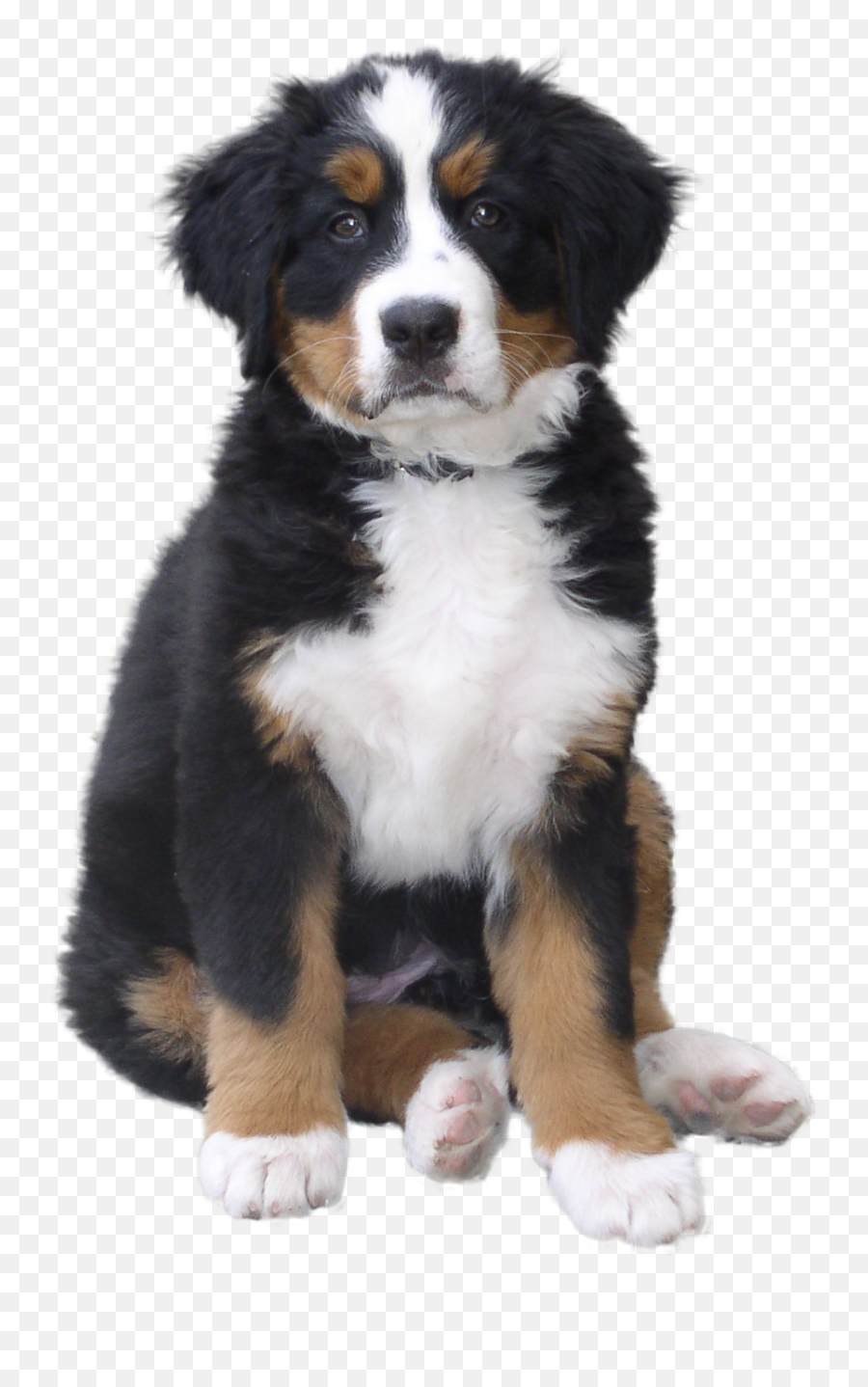 Imagen Png De Perro Hd - Transparent Bernese Mountain Dog Emoji,Bernese Mountain Dog Emoji