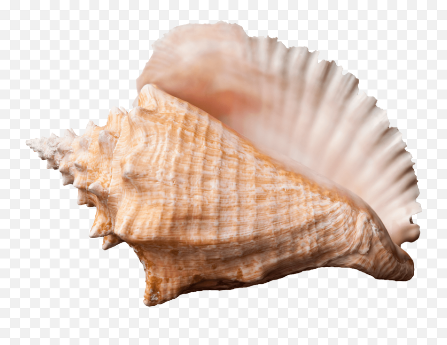 Shell Clipart Conch Shell Conch - Conch Png Emoji,Conch Shell Emoji