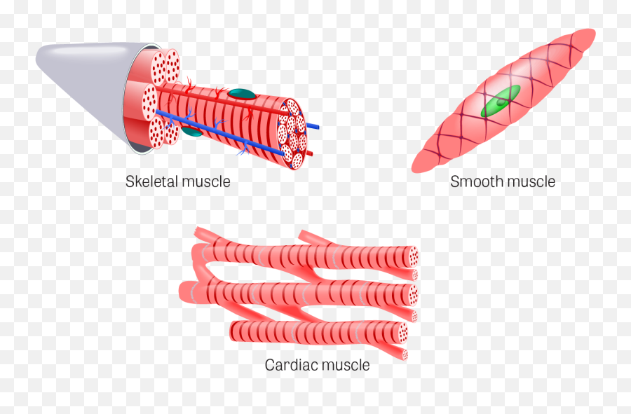 Muscle Clipart Epithelial Tissue - Organs With Muscle Tissue Emoji,Tissues Emoji