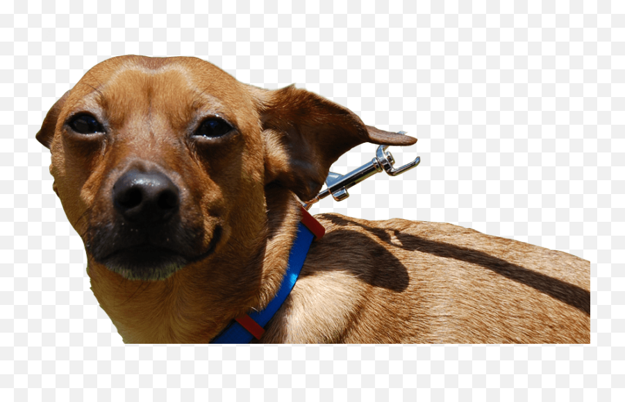 Free Dog Transparent Gif Download Free Clip Art Free Clip - Martingale Emoji,Dog Emojis For Slack