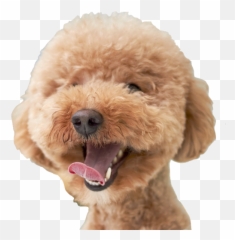 Dogs Evolution By Anna Lieu - Mean Poodles Emoji,Dog Emojis Poodle