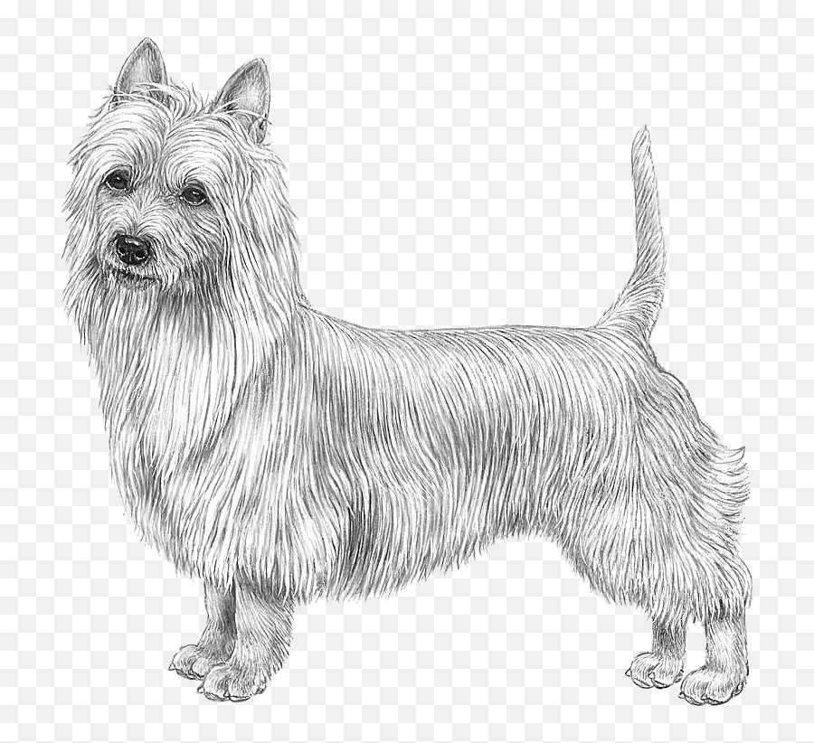 Brussels Griffon X Australian Terrier - Australian Terrier Emoji,Terrier Dog Emoji Png
