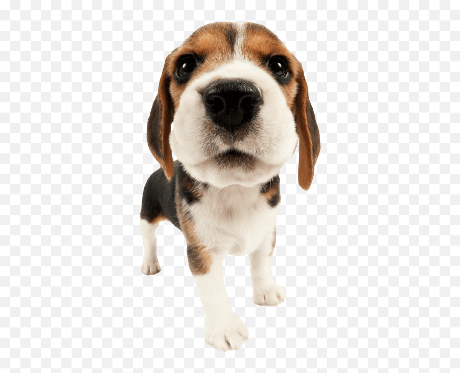 Dictionary - Beagle Emoji,Beagle Puppy Emotions