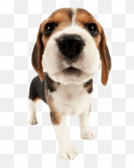 Dictionary - Beagle Emoji,Beagle Puppy Emotions