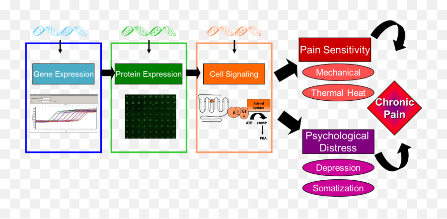 Translational Pain Research Laboratory - Duke Anesthesiology Vertical Emoji,Emotion Regulartion Stress Putty