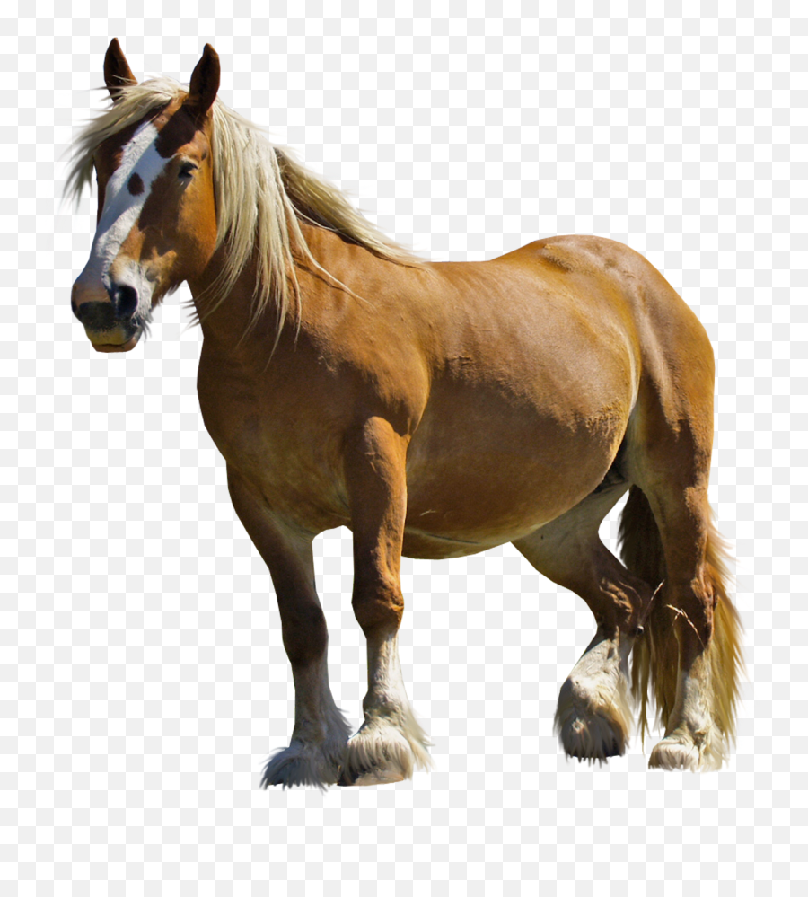 Horse Png Pngkit Selects 1525 Hd Horses Png Images For - Pony Horse Png Emoji,Horses Emoticon