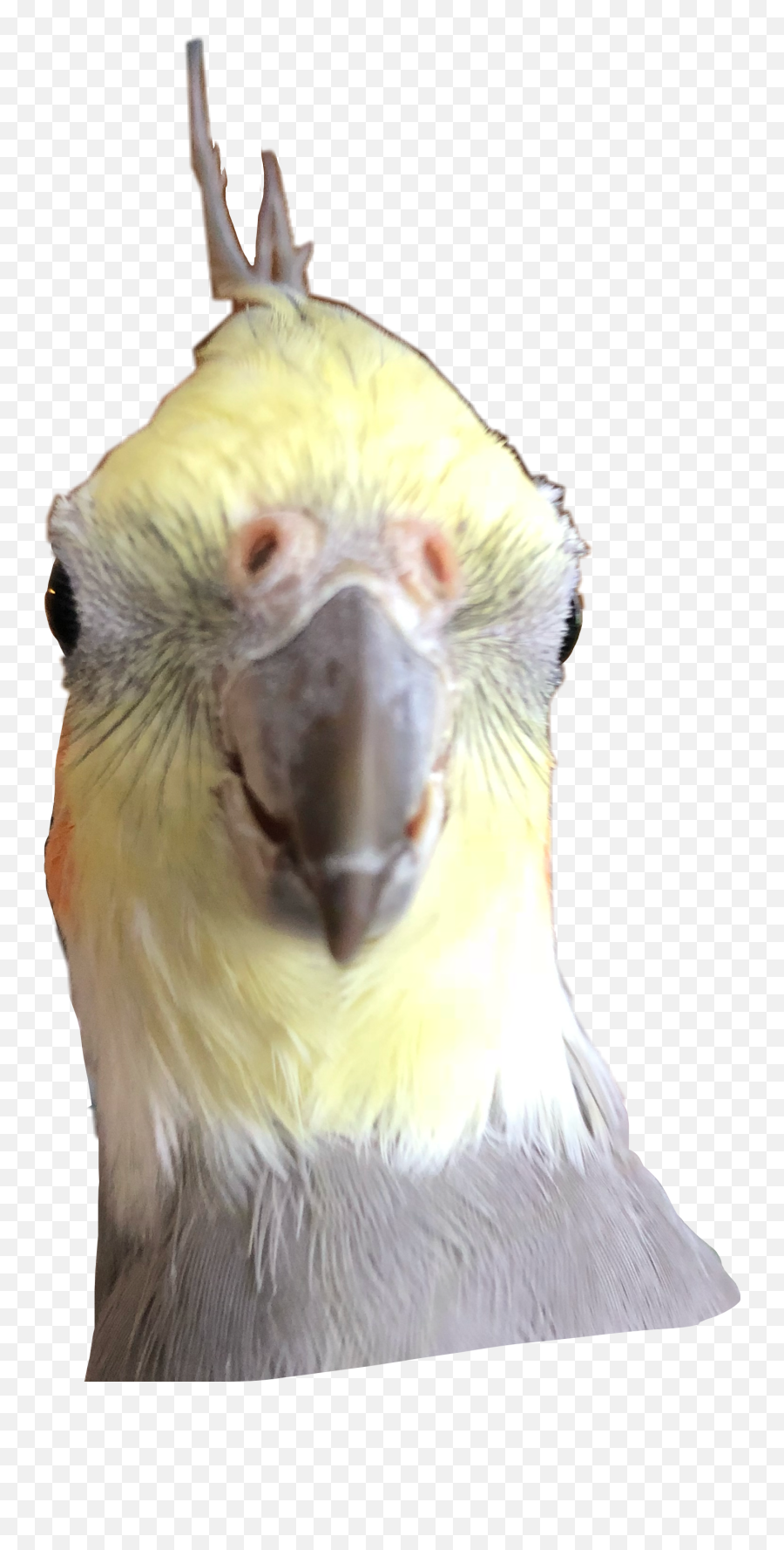 The Most Edited - Parrots Emoji,Cockatoo Facebook Emoji
