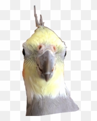 The Most Edited - Parrots Emoji,Cockatoo Facebook Emoji