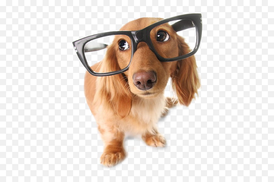 Faq - Pet Care Dog Sitting Emoji,Birthday Emoticons For Bassets