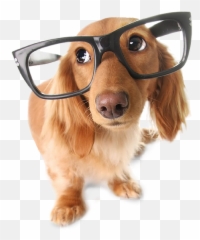 Faq - Pet Care Dog Sitting Emoji,Birthday Emoticons For Bassets