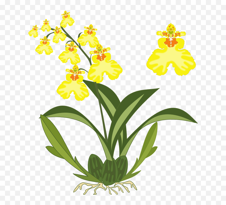 Clipart - Orchid Plant Clipart Png Emoji,Orchid Emoji