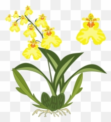 Clipart - Orchid Plant Clipart Png Emoji,Orchid Emoji