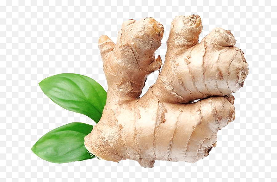 Download Ginger Png Download Image - Ginger Png Png Image Emoji,Ginerbread Emoji