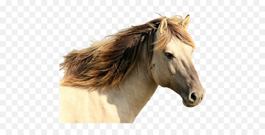 Horse Png Isolated Pic Png Mart Emoji,Horse Face Emoji