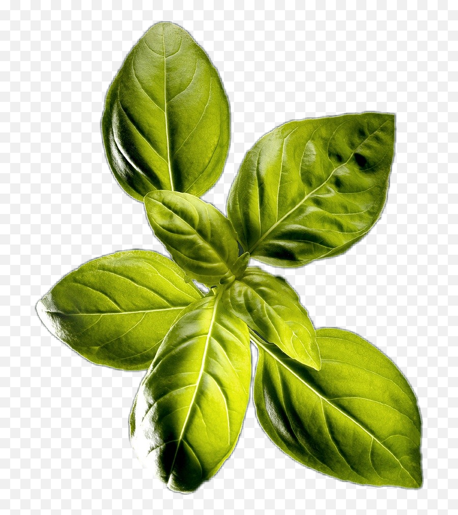 Green Leaf Sticker - Fresh Emoji,Basil Emoji