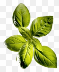 Green Leaf Sticker - Fresh Emoji,Basil Emoji