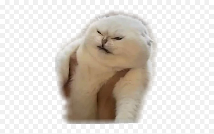 Rrrr - Discord Emoji Soft,Angry Cat Emoji