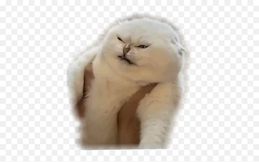 angrycat - Discord Emoji