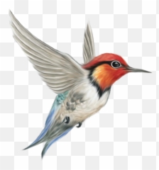 Stickers Emoji,How Birds Show Emotions