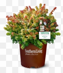 Kaleidoscope Abelia - Abelia Kaleidoscope Emoji,Abelia Sweet Emotion Prune