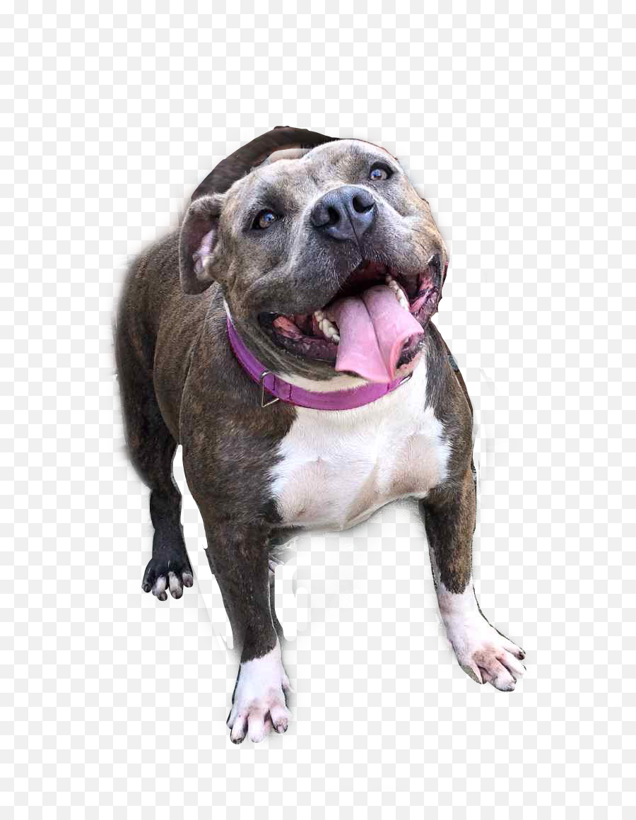 Pitbull Pitbulls Bully Amby Image Emoji,Emoji Of Pitbull