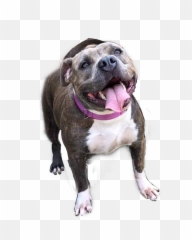 Pitbull Pitbulls Bully Amby Image Emoji,Emoji Of Pitbull