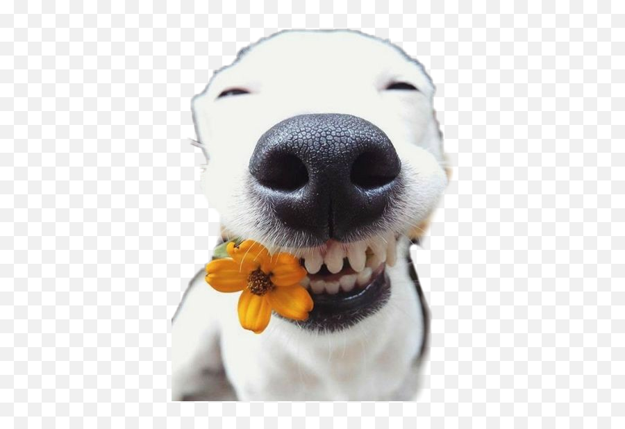 Dog Cachorro Flower Amarelo Sticker By Say Soares - Dog Emoji,Emojis Sorrindo