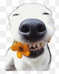 Dog Cachorro Flower Amarelo Sticker By Say Soares - Dog Emoji,Emojis Sorrindo