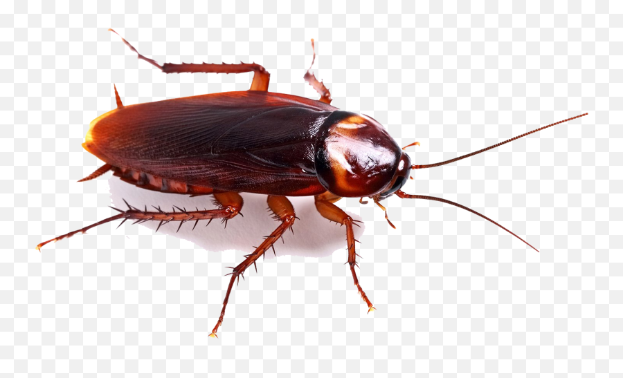 Cockroach Png High - Cockroach Emoji,Cockaroch Emoji