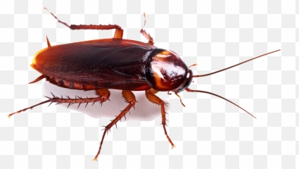Cockroach Png High - Cockroach Emoji,Cockaroch Emoji