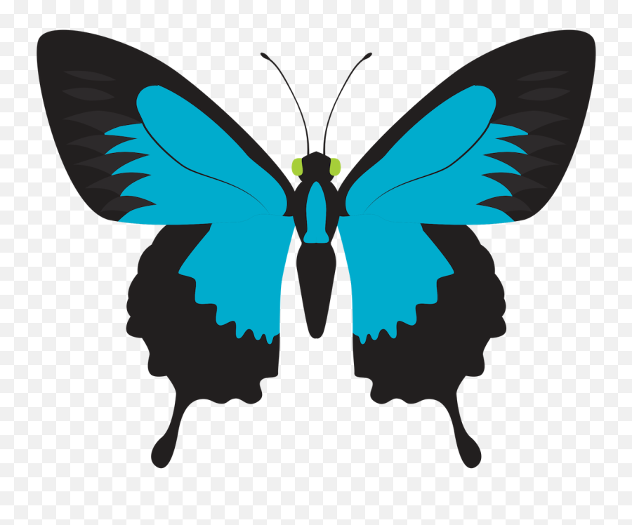 The Butterfly State Of Being - Swallowtails Emoji,Emotion Butterflies